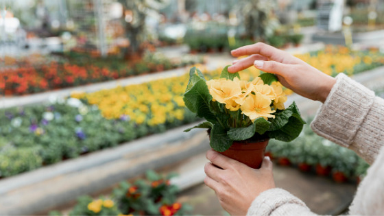 Bouque of Flowers