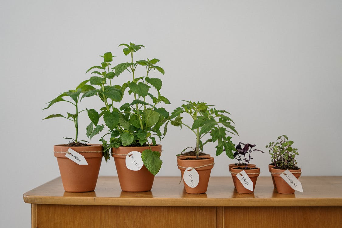  Plant Pot Housewarming Gift 