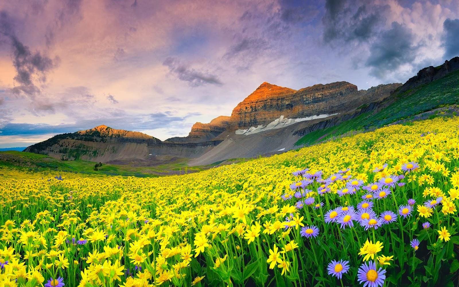  The valley of flowers is the holy grail for all beginners in the trekking world.