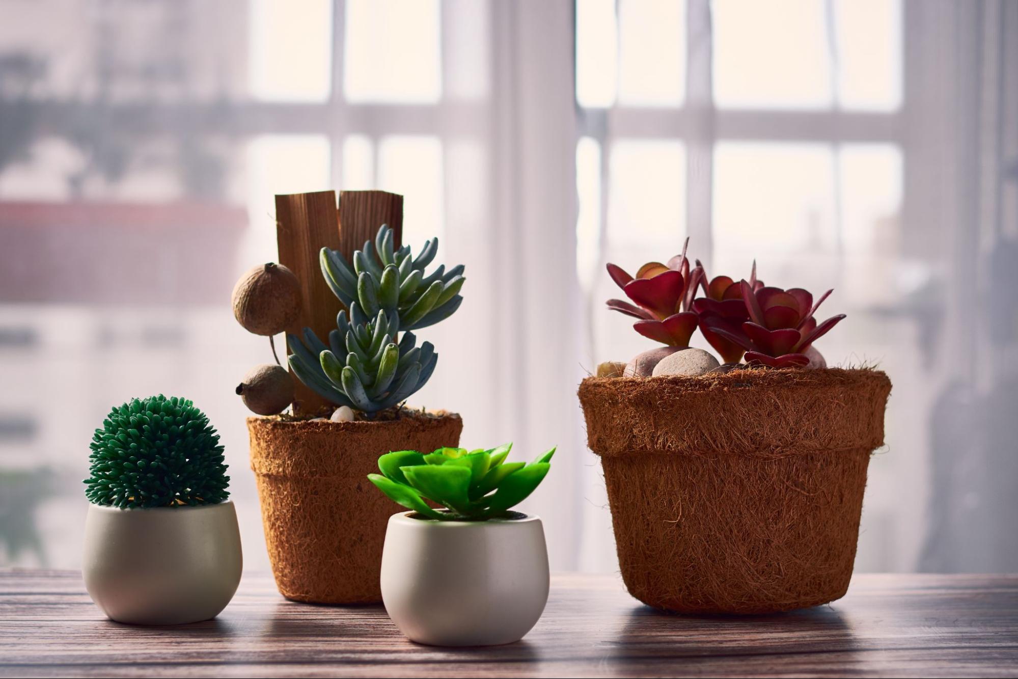 Succulents on sill, Birthday Return Gift Ideas